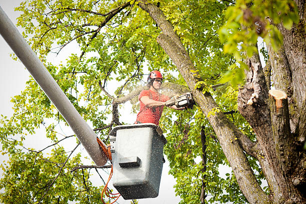 How Our Tree Care Process Works  in  Haslett, MI